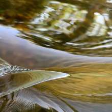 Running Water / July 27, 2020  / South Fork New River / Boone, North Carolina