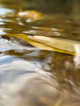 Running Water / October 16, 2020  / South Fork New River / Boone, North Carolina