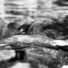 Running Water / January 11, 2019  / South Fork New River / Boone, North Carolina